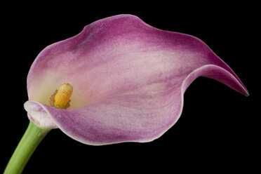 Rosa Calla vor schwarzem Hintergrund - MJOF01348