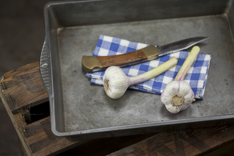 Frische Knoblauchzwiebeln, Tuch und Taschenmesser auf dem Bratentablett, lizenzfreies Stockfoto