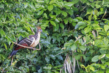 Peru, Manu-Nationalpark, Hoatzin kauernder Zweig - FOF08803