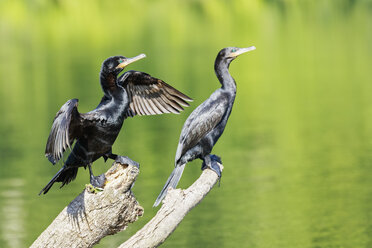 Peru, Manu National Park, two cormorants crouching on dead wood at Manu River - FOF08806