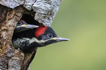 Peru, Manu National Park, two young Lineated Woodpeckers looking out of breeding burrow - FOF08808