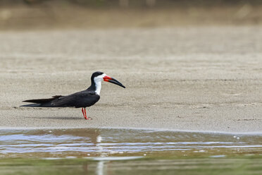 Peru, Manu-Nationalpark, Schwarzer Scherenschnabel, stehend am Ufer des Manu-Flusses - FOF08809