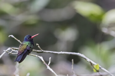 Peru, Manu-Nationalpark, Blauschwanzsmaragd auf Zweig hockend - FOF08810