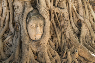 Thailand, Ayutthaya, Buddha head in between tree roots at Wat Mahathat - PCF00317
