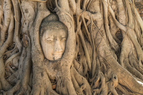 Thailand, Ayutthaya, Buddha-Kopf zwischen Baumwurzeln im Wat Mahathat - PCF00317