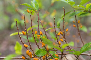 Peru, Amazonasbecken, Früchte der Kokapflanze - FOF08823