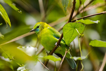 Thailand, Kaeng Krachan, Weibchen Blauflügeliger Laubvogel - ZC00493