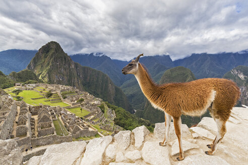 Peru, Anden, Urubamba-Tal, Lama am Machu Picchu mit Berg Huayna Picchu - FOF08836