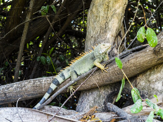 Aruba, grüner Leguan auf Baumstamm - AMF05259