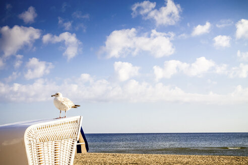 Germany, Usedom Island, Ahlbeck, seagull standing on hooded beach chair at sunlight - PUF00587