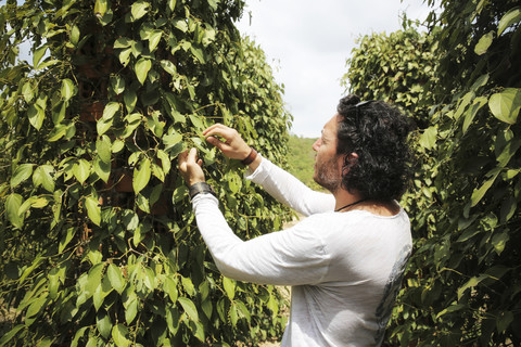 Cambodia, Kampot, pepper farm, famous Kampot pepper stock photo