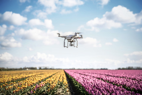 Netherlands, drone with camera flying over tulip fields stock photo