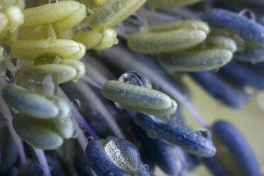 Waterdrops on stamen of blue Anemone, close-up - MJOF01350