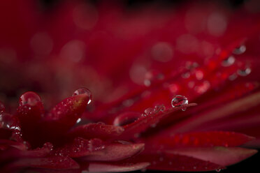 Wassertropfen auf Blütenblättern einer roten Gerbera, Nahaufnahme - MJOF01351