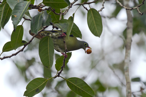 Thailand, Kaeng Krachan, Dickschnabel-Grüntaube mit Frucht auf einem Zweig eines indischen Banyans, lizenzfreies Stockfoto