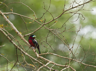 Thailand, Kaeng Krachan, schwarz-roter Breitschnabel auf Ast - ZC00501