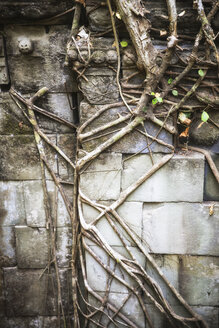 Kambodscha, Angkor, Beng Mealea-Tempel, Nahaufnahme von Wurzeln, die Steine überwuchern - REAF00182