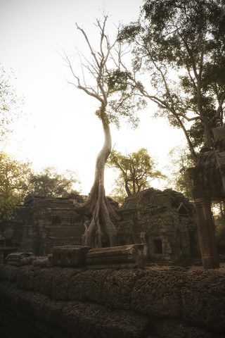 Kambodscha, Angkor, Ta Prohm-Tempel, Tomb Raider-Drehort, lizenzfreies Stockfoto