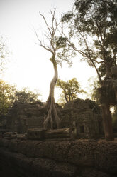Cambodia, Angkor, Ta Prohm temple, Tomb Raider film location - REAF00187