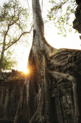 Kambodscha, Angkor, Ta Prohm-Tempel, Tomb Raider-Drehort - REAF00188