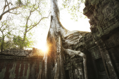 Kambodscha, Angkor, Ta Prohm-Tempel, Tomb Raider-Drehort, lizenzfreies Stockfoto