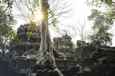Cambodia, Angkor, Ta Prohm temple, Tomb Raider film location - REAF00192