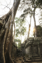 Cambodia, Angkor, Ta Prohm temple, Tomb Raider film location - REAF00193