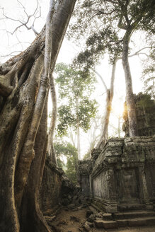 Kambodscha, Angkor, Ta Prohm-Tempel, Tomb Raider-Drehort - REAF00193