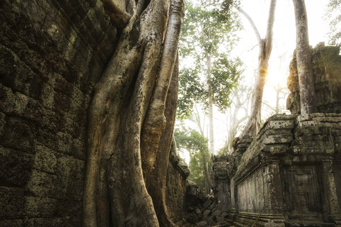 Kambodscha, Angkor, Ta Prohm-Tempel, Tomb Raider-Drehort - REAF00194