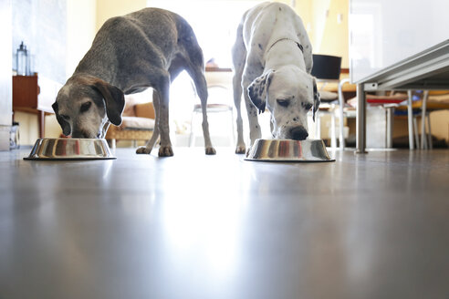 Two dogs at home eating from bowls - REAF00202