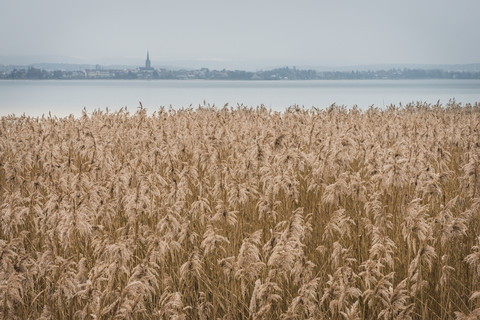 Deutschland, Landkreis Konstanz, Blick auf Radolfzell und den Bodensee mit Schilf im Vordergund, lizenzfreies Stockfoto