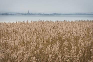 Deutschland, Landkreis Konstanz, Blick auf Radolfzell und den Bodensee mit Schilf im Vordergund - KEBF00471