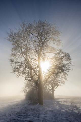 Deutschland, Baden-Württemberg, Landkreis Konstanz, Sonne scheint durch Baum im Winter, lizenzfreies Stockfoto