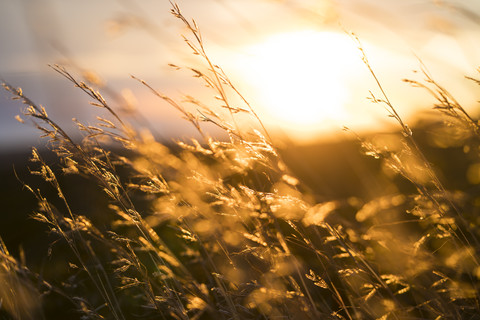 Hohes Gras bei Sonnenuntergang, lizenzfreies Stockfoto