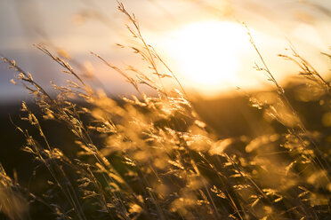 Hohes Gras bei Sonnenuntergang - KKAF00438