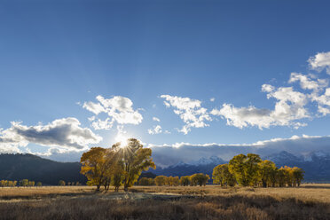 USA, Wyoming, Rocky Mountains, Grand Teton National Park, Espen im Herbst - FOF08853