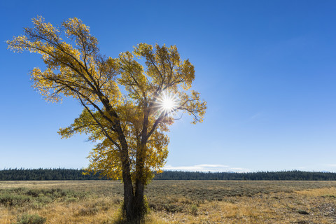 USA, Wyoming, Rocky Mountains, Grand Teton National Park, Espen im Herbst, lizenzfreies Stockfoto