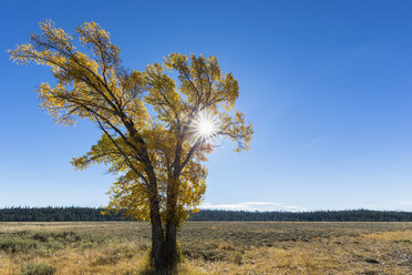 USA, Wyoming, Rocky Mountains, Grand Teton National Park, aspen in autumn - FOF08858