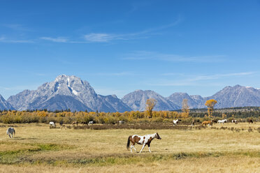 USA, Wyoming, Rocky Mountains, Grand Teton National Park, Mustangs - FOF08864