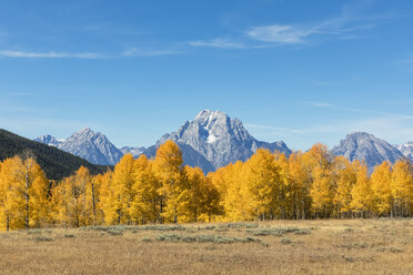 USA, Wyoming, Rocky Mountains, Teton Range, Grand Teton National Park, Mount Moran und Espen im Herbst - FOF08872