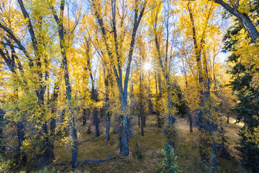 USA, Wyoming, Rocky Mountains, Grand Teton National Park, Espen im Herbst - FOF08879