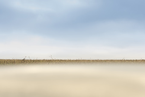 Kranich auf einem Feld, lizenzfreies Stockfoto