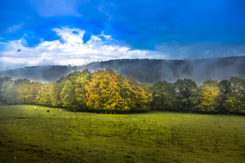 Cow pasture in autumn stock photo