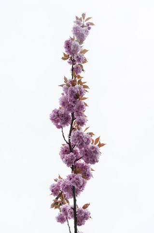 Kirschblüten vor weißem Hintergrund, lizenzfreies Stockfoto