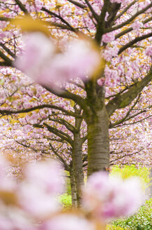 Blossoming cherry trees - SKAF00040