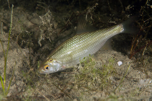 Döbel, Squalius cephalus im Süßwassersee - ZCF00508