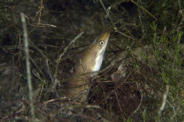 Europäischer Aal, Anguilla anguilla, in einem Süßwassersee - ZCF00509