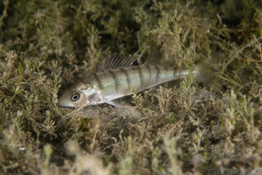 Europäischer Flussbarsch, Perca fluviatilis, in einem Süßwassersee - ZCF00510