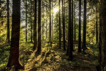 Tschechische Republik, Hradec Kralove, Wald im Nationalpark Riesengebirge - CSTF01246