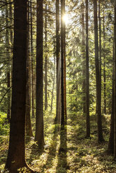 Tschechische Republik, Hradec Kralove, Wald im Nationalpark Riesengebirge - CSTF01247